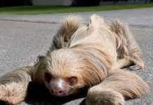 Bicho-preguiça é resgatado pelos Bombeiros após ser encontrado no meio da rua em Alta Floresta